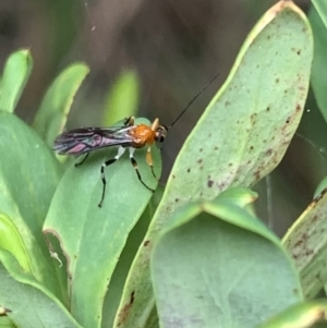 Braconidae (family) at Murrumbateman, NSW - 26 Feb 2021