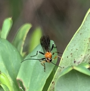 Braconidae (family) at Murrumbateman, NSW - 26 Feb 2021