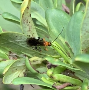 Braconidae (family) at Murrumbateman, NSW - 26 Feb 2021