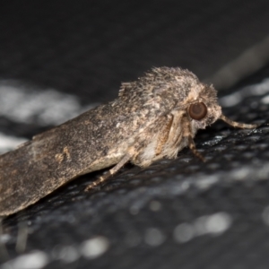 Proteuxoa provisional species 1 at Melba, ACT - 15 Feb 2021 02:21 PM