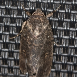 Proteuxoa provisional species 1 at Melba, ACT - 15 Feb 2021 02:21 PM