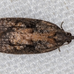 Thrincophora inconcisana (A Tortricid moth) at Melba, ACT - 15 Feb 2021 by Bron