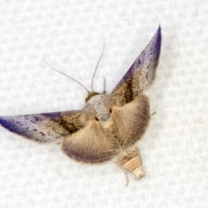 Mataeomera mesotaenia at Melba, ACT - 4 Feb 2021