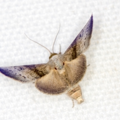 Mataeomera mesotaenia (Large Scale Moth) at Melba, ACT - 4 Feb 2021 by Bron