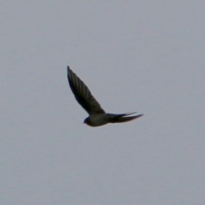 Hirundo neoxena (Welcome Swallow) at Deakin, ACT - 24 Feb 2021 by LisaH