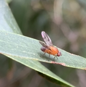 Lauxaniidae (family) at Murrumbateman, NSW - 26 Feb 2021 03:32 PM