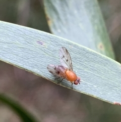 Lauxaniidae (family) at Murrumbateman, NSW - 26 Feb 2021