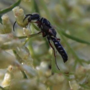 Thynninae (subfamily) at Red Hill to Yarralumla Creek - 26 Feb 2021