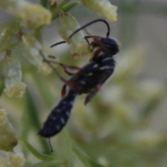 Thynninae (subfamily) at Red Hill to Yarralumla Creek - 26 Feb 2021