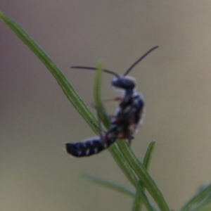 Thynninae (subfamily) at Red Hill to Yarralumla Creek - 26 Feb 2021