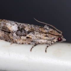 Thrincophora lignigerana (A Tortricid moth) at Melba, ACT - 4 Feb 2021 by Bron