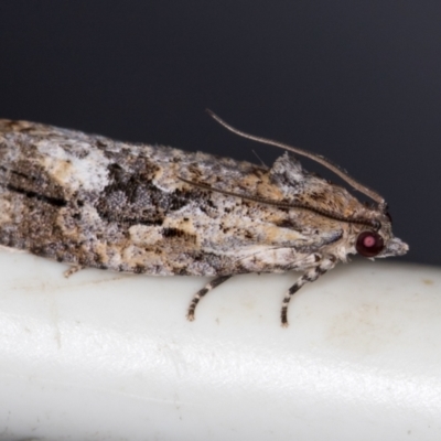 Thrincophora lignigerana (A Tortricid moth) at Melba, ACT - 4 Feb 2021 by Bron