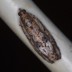 Thrincophora lignigerana at Melba, ACT - 4 Feb 2021