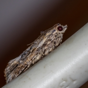 Thrincophora lignigerana at Melba, ACT - 4 Feb 2021 11:09 AM