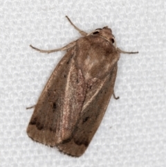 Proteuxoa (genus) (A Noctuid moth) at Melba, ACT - 4 Feb 2021 by Bron