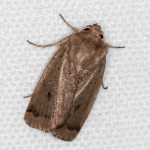 Proteuxoa (genus) at Melba, ACT - 4 Feb 2021