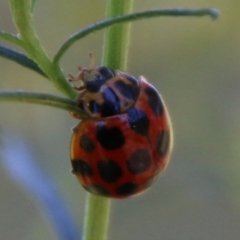 Harmonia conformis (Common Spotted Ladybird) at Deakin, ACT - 25 Feb 2021 by LisaH