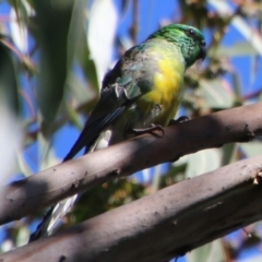 Psephotus haematonotus (Red-rumped Parrot) at Deakin, ACT - 25 Feb 2021 by LisaH