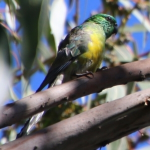 Psephotus haematonotus at Deakin, ACT - 26 Feb 2021