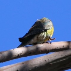 Psephotus haematonotus at Deakin, ACT - 26 Feb 2021 10:24 AM