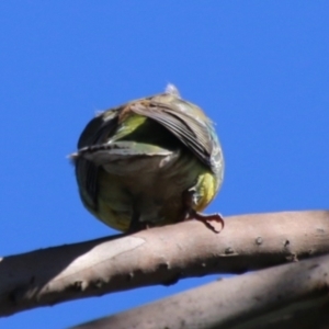 Psephotus haematonotus at Deakin, ACT - 26 Feb 2021