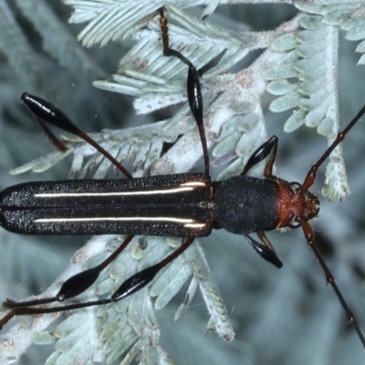 Amphirhoe decora (Decora Longicorn Beetle) at Majura, ACT - 26 Feb 2021 by jb2602