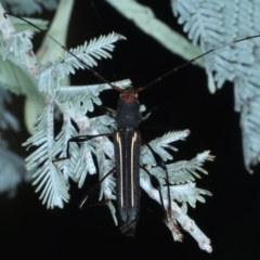 Amphirhoe decora at Majura, ACT - 26 Feb 2021