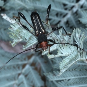 Amphirhoe decora at Majura, ACT - 26 Feb 2021