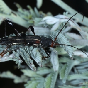 Amphirhoe decora at Majura, ACT - 26 Feb 2021