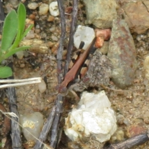 Phaulacridium vittatum at Cotter River, ACT - 24 Feb 2021 12:24 PM