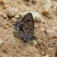 Lucia limbaria (Chequered Copper) at Cotter River, ACT - 24 Feb 2021 by Christine