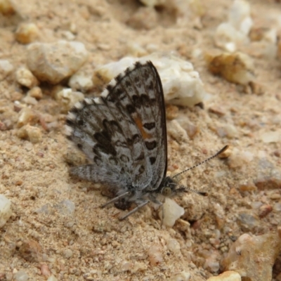 Lucia limbaria (Chequered Copper) at Lower Cotter Catchment - 24 Feb 2021 by Christine