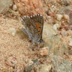 Lucia limbaria at Cotter River, ACT - 24 Feb 2021