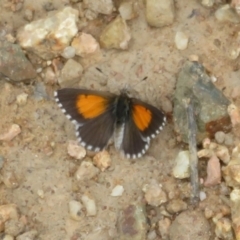 Lucia limbaria at Cotter River, ACT - 24 Feb 2021