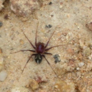 Habronestes bradleyi at Cotter River, ACT - 24 Feb 2021 11:13 AM