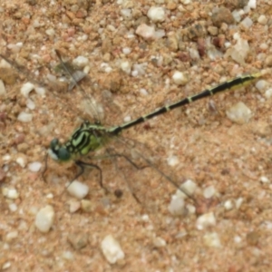 Austrogomphus guerini at Cotter River, ACT - 24 Feb 2021