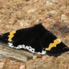 Eutrichopidia latinus (Yellow-banded Day-moth) at Cotter River, ACT - 24 Feb 2021 by Christine