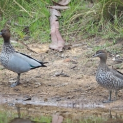 Chenonetta jubata (Australian Wood Duck) at Holt, ACT - 27 Feb 2021 by wombey