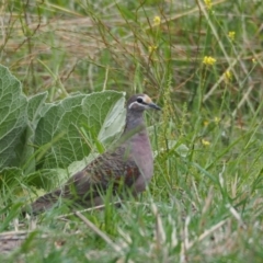 Phaps chalcoptera (Common Bronzewing) at Holt, ACT - 26 Feb 2021 by wombey