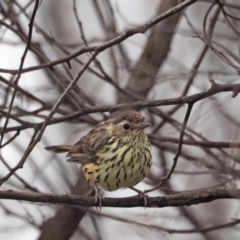 Pyrrholaemus sagittatus (Speckled Warbler) at Holt, ACT - 27 Feb 2021 by wombey