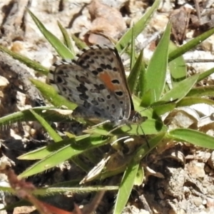 Lucia limbaria at Paddys River, ACT - 26 Feb 2021