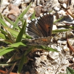 Lucia limbaria at Paddys River, ACT - 26 Feb 2021