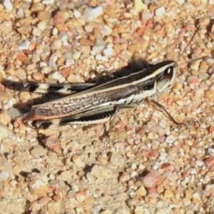 Macrotona australis at Paddys River, ACT - 26 Feb 2021 05:04 PM