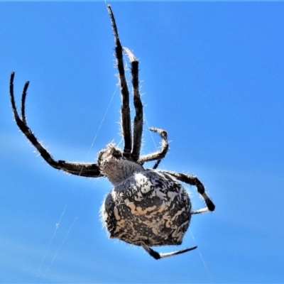 Backobourkia sp. (genus) (An orb weaver) at Paddys River, ACT - 26 Feb 2021 by JohnBundock