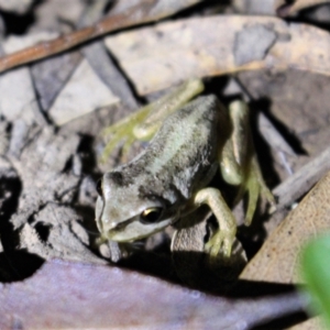 Litoria verreauxii verreauxii at Uriarra, NSW - 20 Feb 2021