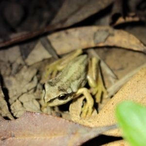 Litoria verreauxii verreauxii at Uriarra, NSW - 20 Feb 2021