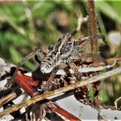 Tasmanicosa sp. (genus) (Unidentified Tasmanicosa wolf spider) at Bullen Range - 26 Feb 2021 by JohnBundock