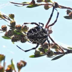 Backobourkia sp. (genus) (An orb weaver) at Paddys River, ACT - 25 Feb 2021 by JohnBundock