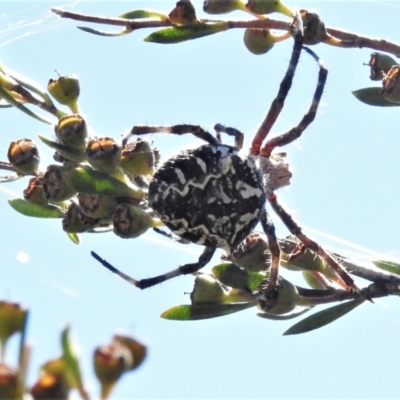 Backobourkia sp. (genus) (An orb weaver) at Paddys River, ACT - 25 Feb 2021 by JohnBundock