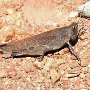 Goniaea opomaloides at Paddys River, ACT - 26 Feb 2021